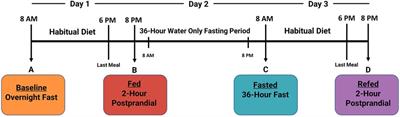 A single 36-h water-only fast vastly remodels the plasma lipidome